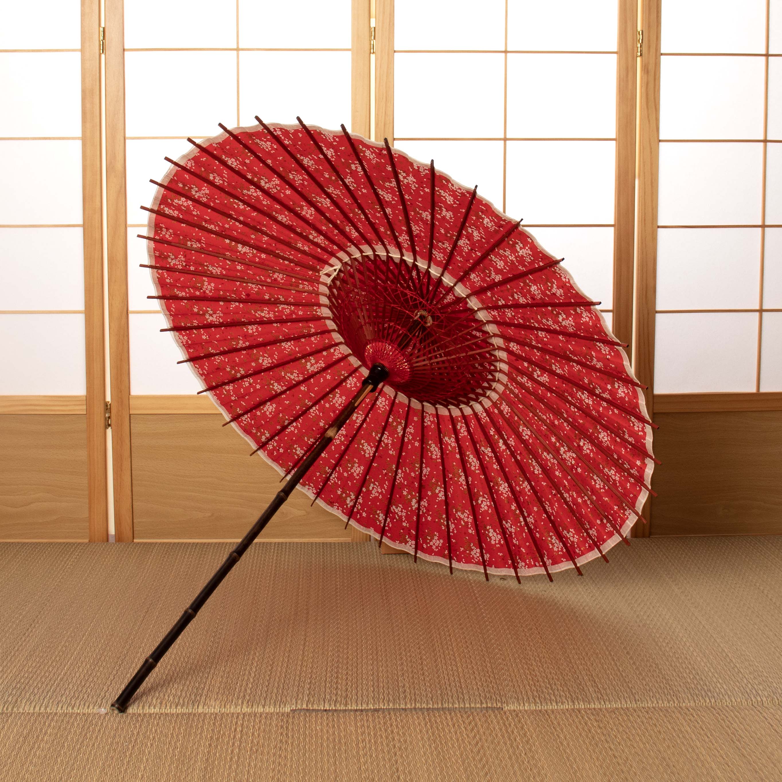 Flower opening / Sakura-goyomi/Japanese Black Bamboo Parasol